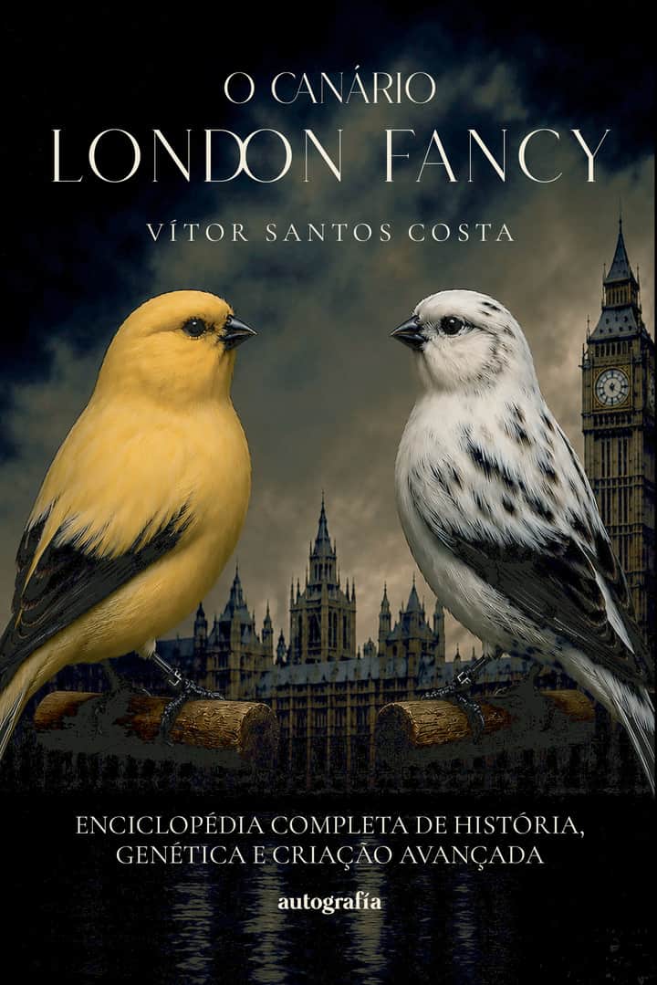 O canário London Fancy